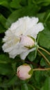 Delicate white rosebuds closeup on blurred background of green foliage and luxuriant white rose flower. Sweet white roses