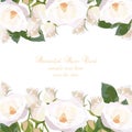 Delicate white Roses Card Royalty Free Stock Photo