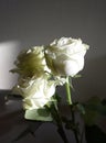 Delicate white roses on a dark background.