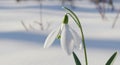 Delicate White Snowdrop Flower Blooming Through Fresh Snow with Soft Sunlight and Blurred Winter Background Royalty Free Stock Photo