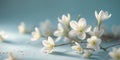 Delicate white spring flowers lying on a pastel blue background Royalty Free Stock Photo