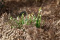 Summer Snowflake Flowers Royalty Free Stock Photo