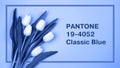 Delicate white tulips on a blue background. Place for your design
