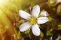 Delicate white velvety flower opens to the sun Royalty Free Stock Photo