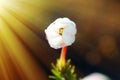 Delicate white velvety flower opens to the sun Royalty Free Stock Photo