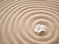 Delicate white violet flower on the background of sand, spiral pattern. Zen, calm, beauty