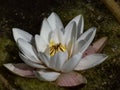 Delicate white water-lily flower with yellow middle blooming in a pond surrounded with green leaves Royalty Free Stock Photo