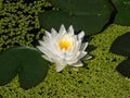 Delicate white water-lily flower with yellow middle blooming in a pond surrounded with green leaves Royalty Free Stock Photo