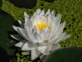 Delicate white water-lily flower with yellow middle blooming in a pond surrounded with green leaves Royalty Free Stock Photo