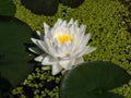Delicate white water-lily flower with yellow middle blooming in a pond surrounded with green leaves on a surface of water Royalty Free Stock Photo