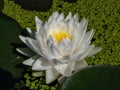 Delicate white water-lily flower with yellow middle blooming in a pond surrounded with green leaves Royalty Free Stock Photo