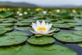 A Delicate White Water Lily in a Serene Pond Landscape showing elegant composition and warm atmosphere Royalty Free Stock Photo