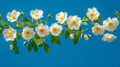 Delicate White Wild Roses with Yellow Centers Surrounded by Lush Greenery Under a Clear Blue Sky Royalty Free Stock Photo