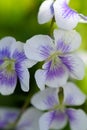 Delicate, White Wild Violets - Viola - Violaceae family Royalty Free Stock Photo