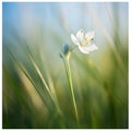 Delicate White Wildflower in a Field of Tall Grass