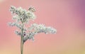 Delicate White Wildflowers