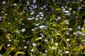 Delicate White Wildflowers Growing in a Coastal Trail in Half Moon Bay, California, USA Royalty Free Stock Photo