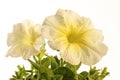 Delicate white yellow petunia flowers Royalty Free Stock Photo