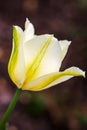 Delicate white with yellow tulip against green garden background. Royalty Free Stock Photo