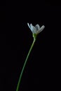 Delicate white Zephyranthes flower, also called fairy, rainflower, zephyr, magic and rain lilys. Royalty Free Stock Photo