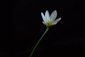 Delicate white Zephyranthes flower, also called fairy, rainflower, zephyr, magic and rain lilys. Royalty Free Stock Photo