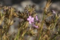 Delicate wild flowers, lilac