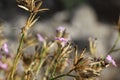 Delicate wild flowers, lilac