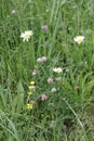 Delicate Wild Flowers