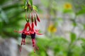 Fuchsia flowers pending on a branch