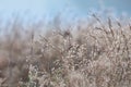 Delicate wild grass backlit in the early morning sun with bokeh Royalty Free Stock Photo