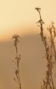 Delicate wild grass backlit in the morning sun with bokeh reflections Royalty Free Stock Photo