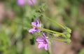 Delicate wild pink flower. Macro image. Royalty Free Stock Photo