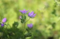 Delicate wild pink flower. Macro image. Royalty Free Stock Photo