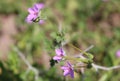 Delicate wild pink flower. Macro image. Royalty Free Stock Photo