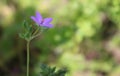 Delicate wild pink flower. Spring image. Royalty Free Stock Photo