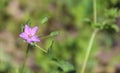 Delicate wild pink flower. Spring image. Royalty Free Stock Photo