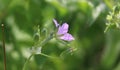 Delicate wild pink flower. Macro image. Royalty Free Stock Photo