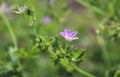 Delicate wild pink flower. Macro image.