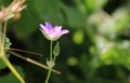 Delicate wild pink flower. Macro image.