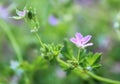 Delicate wild pink flower. Spring image. Royalty Free Stock Photo