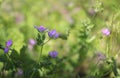 Delicate wild pink flowers. Spring image.