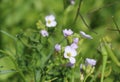 Delicate wild white flower. Macro image. Royalty Free Stock Photo