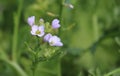 Delicate wild white flower. Macro image. Royalty Free Stock Photo