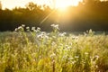 Delicate wildflowers and spider webs in gentle sunlight on a meadow. Summer morning mood. Royalty Free Stock Photo