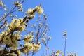 Delicate willow flowers on a background of blue sky, spring floral arrangement, banner with place for text Royalty Free Stock Photo