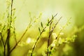 Delicate willow flowers and green young leaves grow on branches on a sunny warm spring day. Nature in May. Ecology Royalty Free Stock Photo