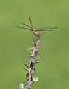 Dragonfly branch wings