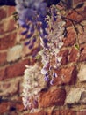 Wisteria growing on brick wall pattern texture.