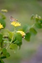 A delicate yellow butterfly on a blooming lantana flower