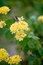 A delicate yellow butterfly on a blooming lantana flower